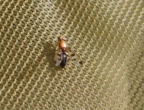 Geomyza tripunctata